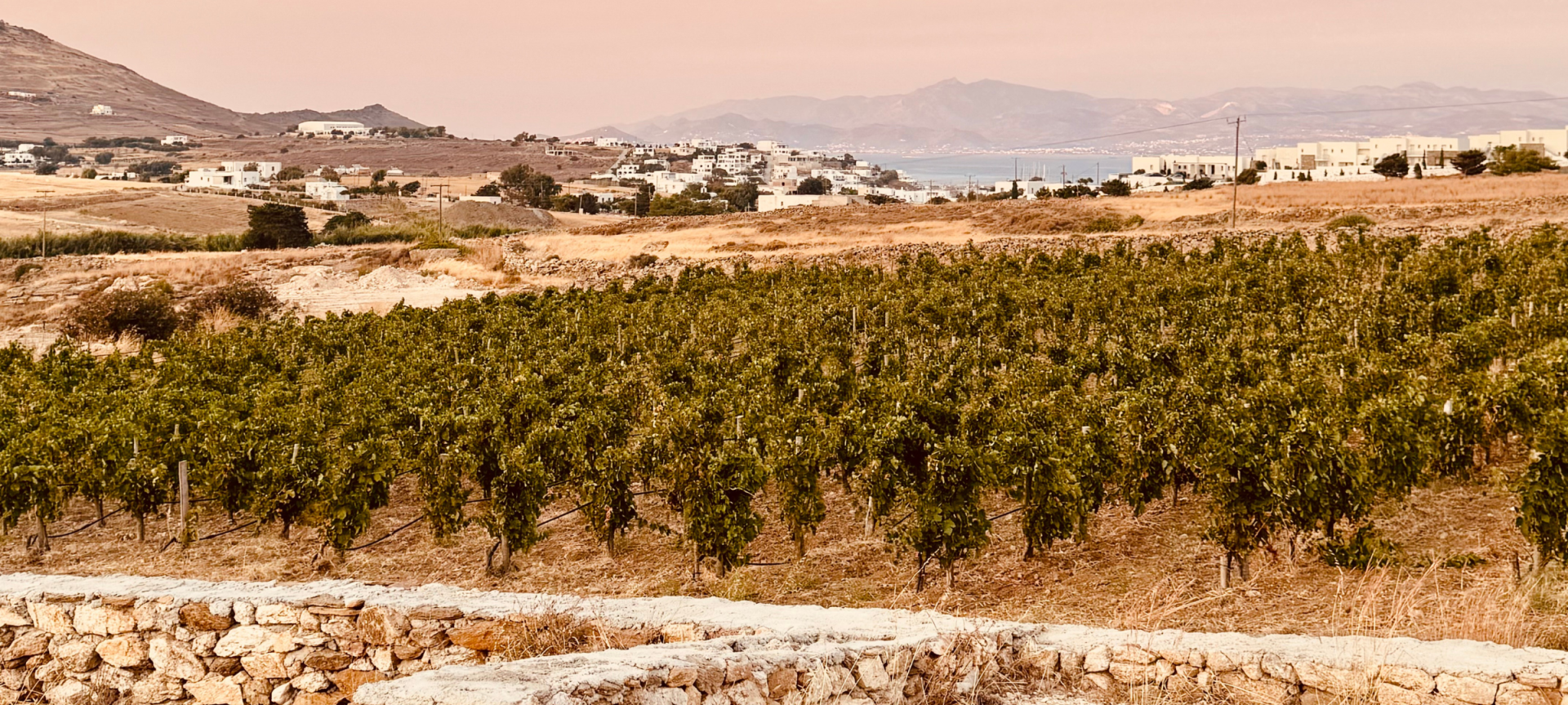 Myrsini Winery - Authentic and Memorable Wine Tastings in Paros 10
